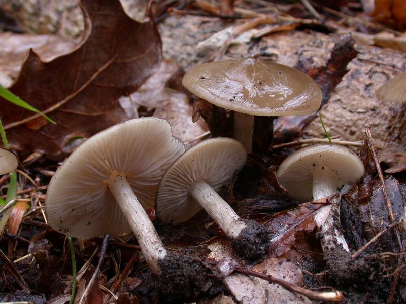 Entoloma sp.